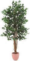 Ficus Benjamini 150 cm 